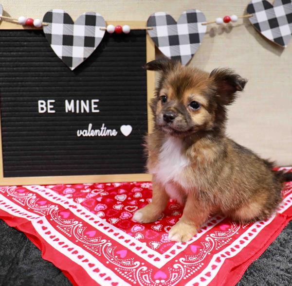 Chihuahua-DOG-Male-Red Sable-11475-Petland Monroeville, PA