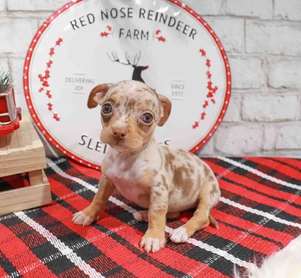 Chiweenie-DOG-Female-Chocolate Merle-11479-Petland Monroeville, PA