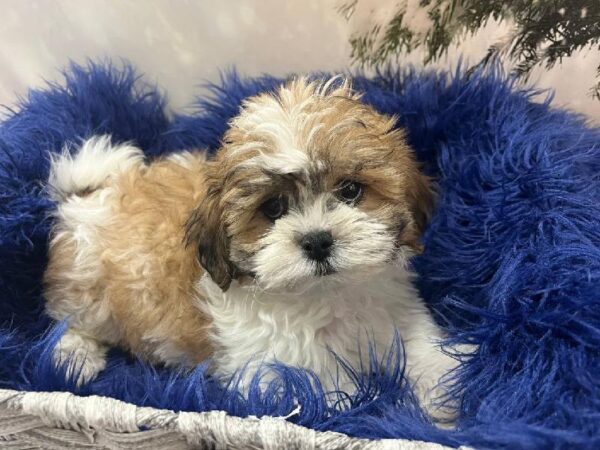 Shipoo-DOG-Male-Gold / White-11290-Petland Monroeville, PA