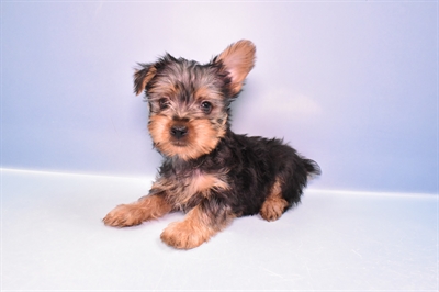 Silky Terrier-DOG-Male-Silver Black and Tan-11309-Petland Monroeville, PA