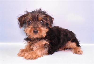 Yorkie-DOG-Male-Black and Tan-11310-Petland Monroeville, PA