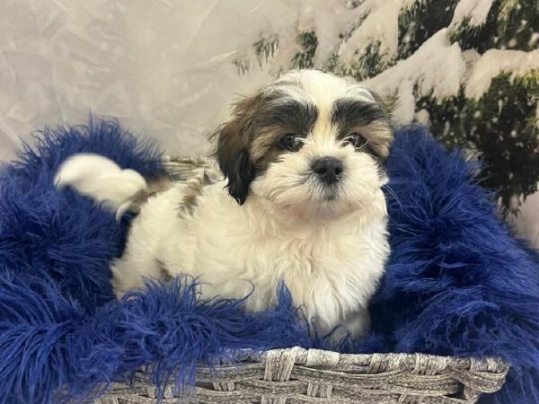 Teddy Bear-DOG-Male-Dark Sable-11319-Petland Monroeville, PA