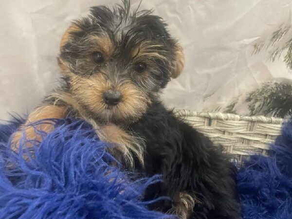 Yorkie-DOG-Male-Black / Tan-11315-Petland Monroeville, PA