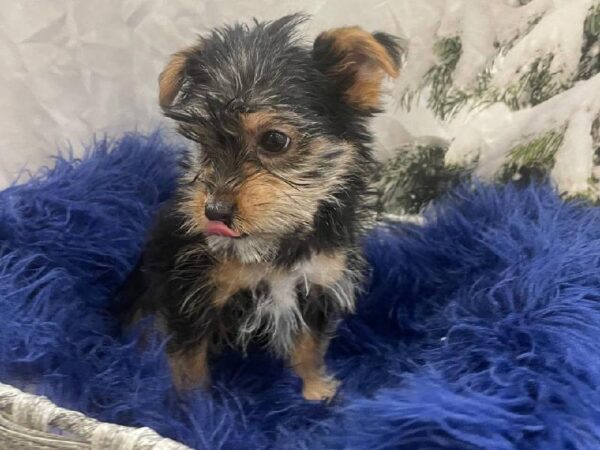 Yorkie-DOG-Male-Black / Tan-11314-Petland Monroeville, PA