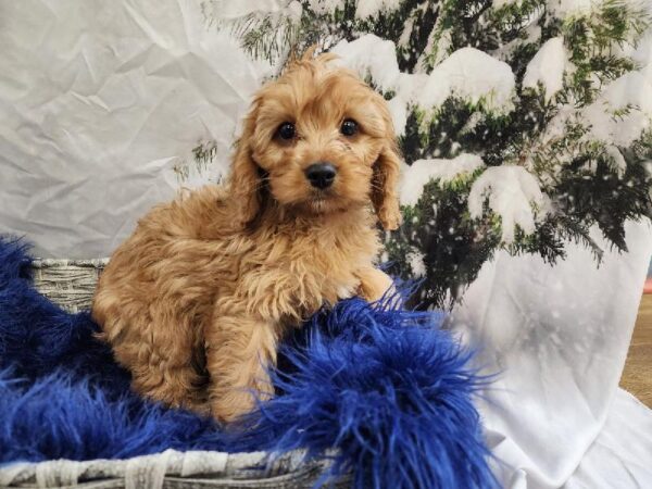 Cavapoo-DOG-Male-Apricot-11313-Petland Monroeville, PA