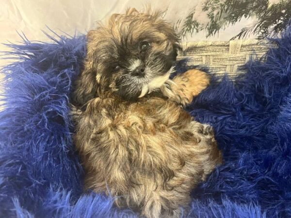 Shih Tzu-DOG-Female-Gold-11406-Petland Monroeville, PA
