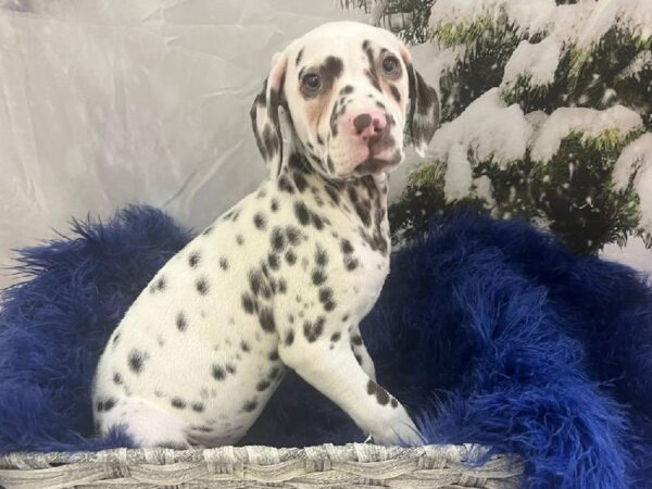 Dalmatian-DOG-Female-White and Liver Brown-11408-Petland Monroeville, PA