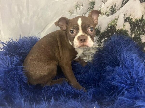 Boston Terrier-DOG-Male-Seal and White-11395-Petland Monroeville, PA