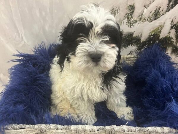 Teddy Bear-DOG-Female-Black and White-11397-Petland Monroeville, PA