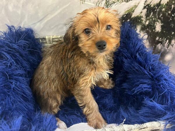 Yorkie-DOG-Female-Gold-11400-Petland Monroeville, PA