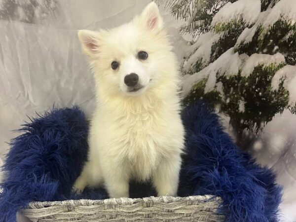 American Eskimo-DOG-Female-White-11401-Petland Monroeville, PA