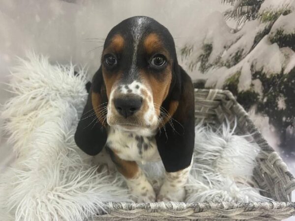Basset Hound-DOG-Female-Black White / Tan-11426-Petland Monroeville, PA