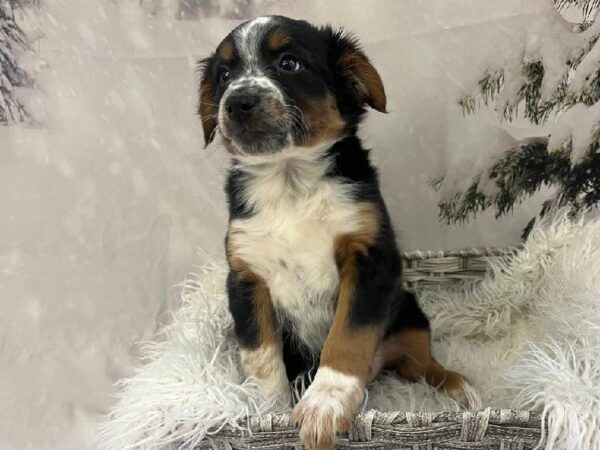 Mini Aussie-DOG-Male-Tri-11446-Petland Monroeville, PA