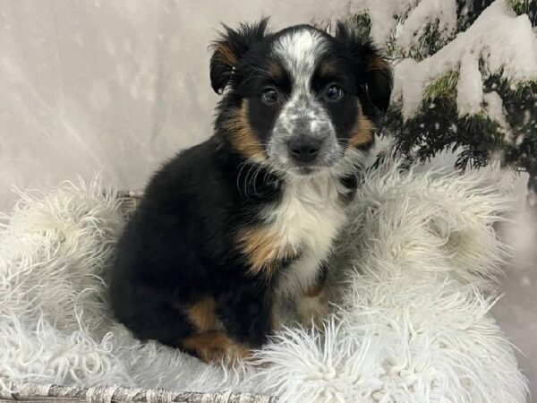 Mini Aussie-DOG-Male-Tri-11445-Petland Monroeville, PA
