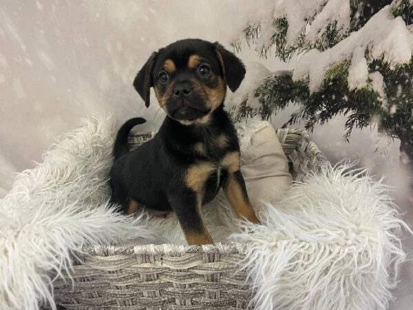 Puggle-DOG-Male-Black & Tan-11453-Petland Monroeville, PA