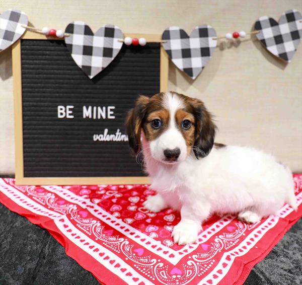 Dachshund-DOG-Male-Wild Boar-11473-Petland Monroeville, PA