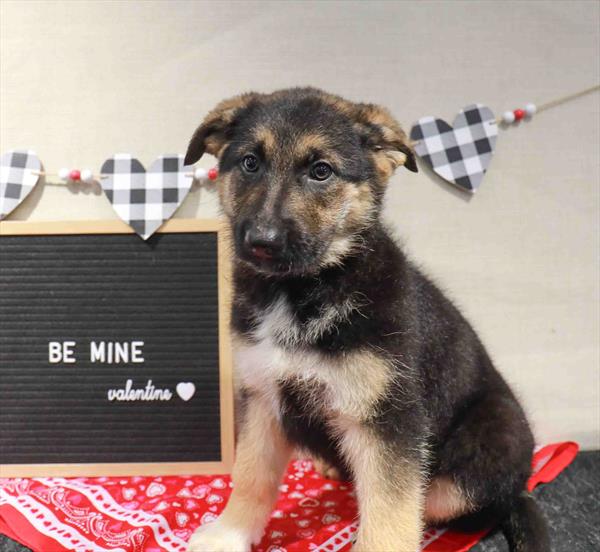 German Shepherd-DOG-Female-Black / Tan-11476-Petland Monroeville, PA