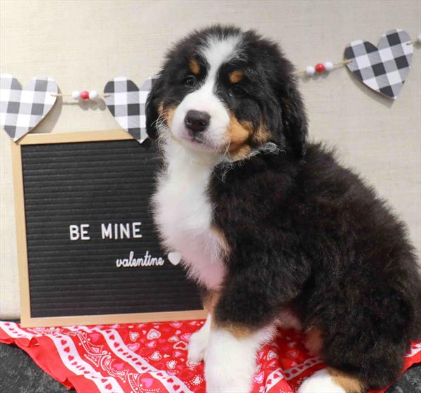 Bernese Mountain Dog-DOG-Male-Tri-Colored-11477-Petland Monroeville, PA