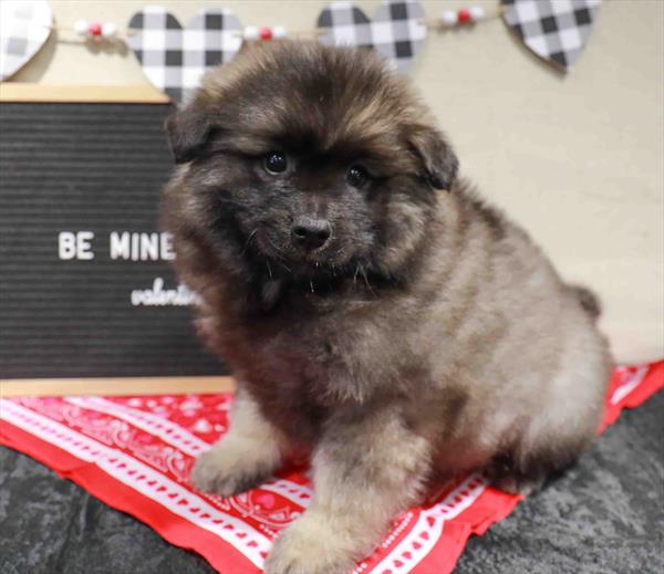 Keeshond-DOG-Female-Black / Silver-11478-Petland Monroeville, PA