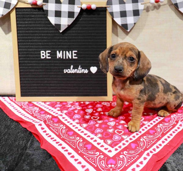 Dachshund-DOG-Male-Wild Boar-11480-Petland Monroeville, PA