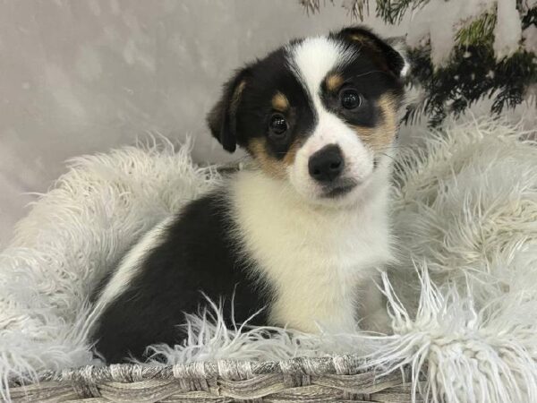 Pembroke Welsh Corgi-DOG-Female-Black and Tan-11470-Petland Monroeville, PA