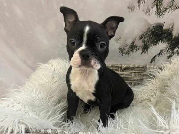 Boston Terrier-DOG-Female-Black Brindle and White-11469-Petland Monroeville, PA