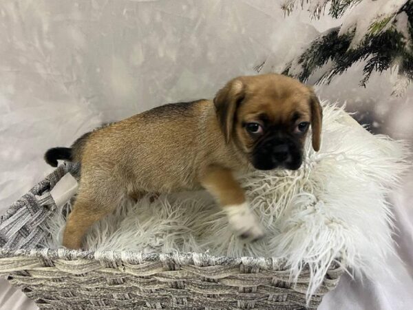 Puggle-DOG-Female-Fawn-11494-Petland Monroeville, PA