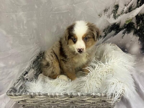 Miniature Australian Shepherd-DOG-Female-Red Merle-11496-Petland Monroeville, PA
