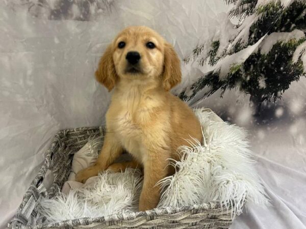 Golden Retriever-DOG-Female-Golden-11497-Petland Monroeville, PA