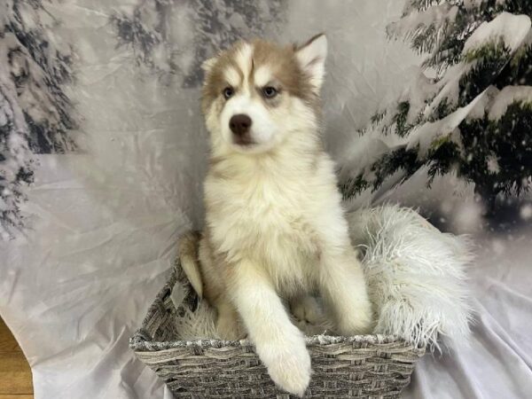 Siberian Husky-DOG-Male-Red / White-11499-Petland Monroeville, PA