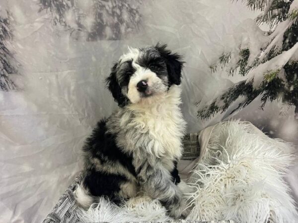 Mini Bernedoodle-DOG-Female-Blue Merle-11500-Petland Monroeville, PA