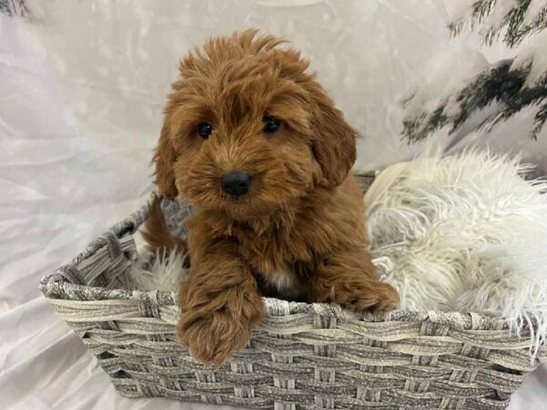 Miniature Goldendoodle-DOG-Female-Red-11492-Petland Monroeville, PA