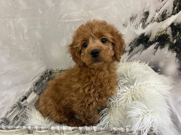Mini Goldendoodle 2nd Gen.-DOG-Female-Apricot-11501-Petland Monroeville, PA