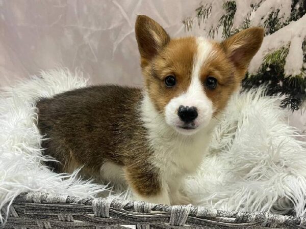 Pembroke Welsh Corgi-DOG-Male-Sable-11525-Petland Monroeville, PA