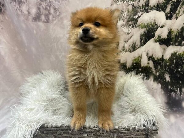 Pomeranian-DOG-Male-Orange Sable-11526-Petland Monroeville, PA