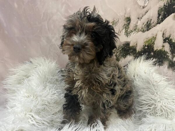 Cockapoo-DOG-Female-Blue Roan and Tan-11528-Petland Monroeville, PA