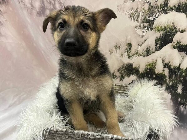 German Shepherd-DOG-Female-Black and Tan-11529-Petland Monroeville, PA