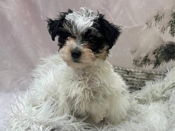Yorkie-Poo-DOG-Male-Black and Tan-11527-Petland Monroeville, PA