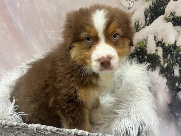 Australian Shepherd-DOG-Male-Red-11523-Petland Monroeville, PA