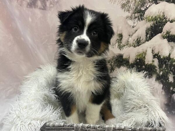 Australian Shepherd-DOG-Female-Black White and Tan-11524-Petland Monroeville, PA