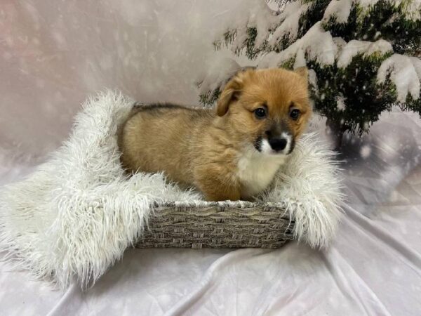 Pembroke Welsh Corgi-DOG-Male-Sable-11547-Petland Monroeville, PA