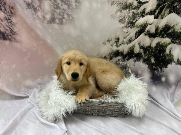 Golden Retriever-DOG-Male-Golden-11549-Petland Monroeville, PA