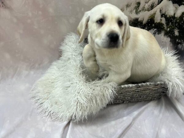 Labrador Retriever-DOG-Male-Yellow-11546-Petland Monroeville, PA
