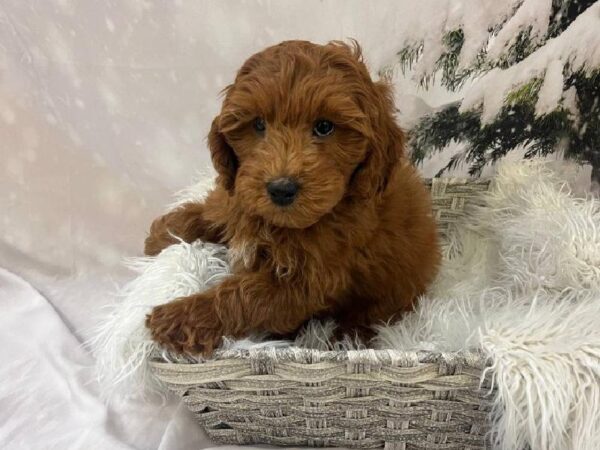 Mini Goldendoodle 2nd Gen.-DOG-Male-Red-11557-Petland Monroeville, PA