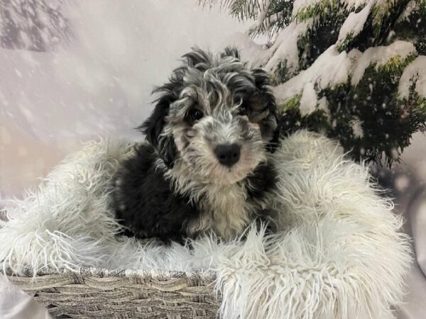 Mini Sheepadoodle-DOG-Female-Blue Merle-11556-Petland Monroeville, PA
