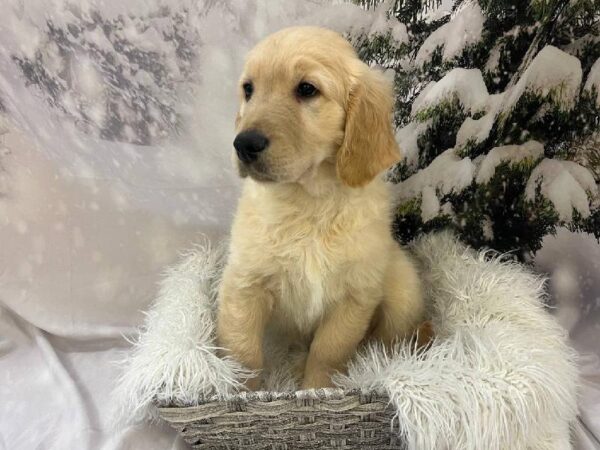 Golden Retriever-DOG-Male-Golden-11554-Petland Monroeville, PA