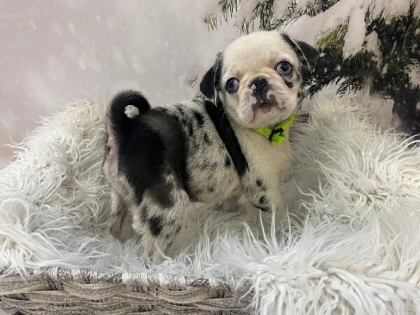 Pug-DOG-Male-Koi-11565-Petland Monroeville, PA