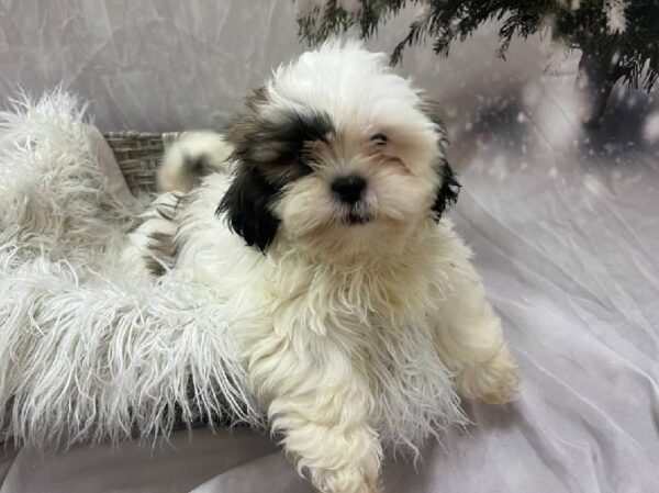Shih Tzu-DOG-Male-Gold and White-11584-Petland Monroeville, PA