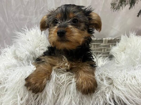 Yorkie-DOG-Female-Black and Tan-11582-Petland Monroeville, PA