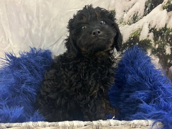 Mini AussiePoo-DOG-Male-Black-11405-Petland Monroeville, PA